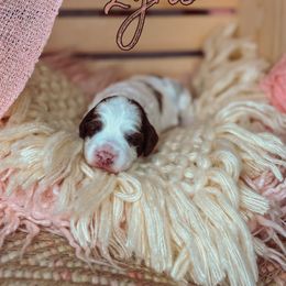 Lyric - Chocolate female Australian Labradoodle puppy in Decatur, Alabama from Southern Meadows Doodles