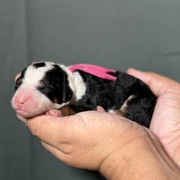 Pink Collar - Tri-color female Bernedoodle puppy in Palmetto Bay, Florida from SOMIDOODLES