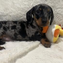 Daphne - Dapple female Dachshund puppy in Flint, Texas from ZMC Acres Doxies