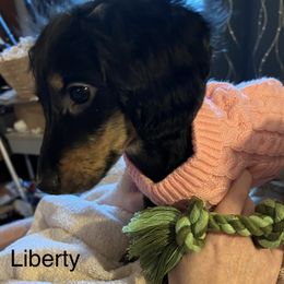 Dachshund Puppies from GretaLo Dachshunds