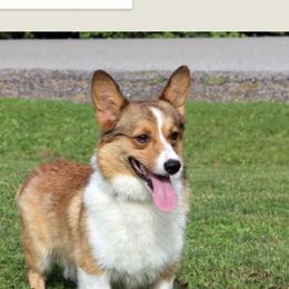 Dinah - Sable female Pembroke Welsh Corgi puppy in Milan, Georgia from Williams’ Welsh Corgis LLC