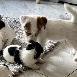 Beagle and Russell Terrier Puppies from Mountain Top