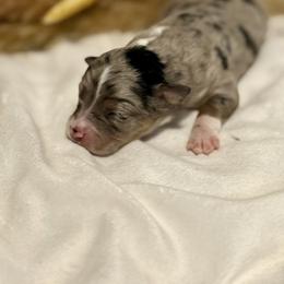 Unique blue merle female - Blue merle female Toy Australian Shepherd puppy in Brashear, Texas from Double R farms