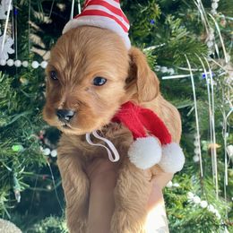 Hot dog - Red male Cavapoo puppy in Tucson, Arizona from Indie Boo’s mini Cavapoos