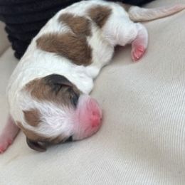 Boy 1 - Parti male Poodle puppy in Pawtucket, Rhode Island from Ds_minidoodles