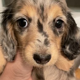 Dachshund Puppies from STORIED DOXIES