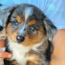 Aussiedoodle, Cavalier King Charles Spaniel, Cavapoo, and Toy Australian Shepherd Puppies from Darling Australians