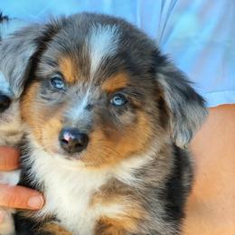 Aussiedoodle, Cavalier King Charles Spaniel, Cavapoo, and Toy Australian Shepherd Puppies from Darling Australians