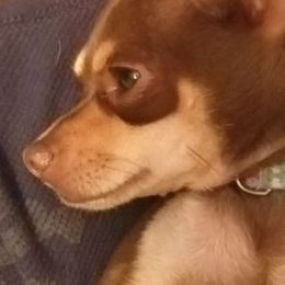 Chihuahuas from Kelly Thayer's Chihuahuas