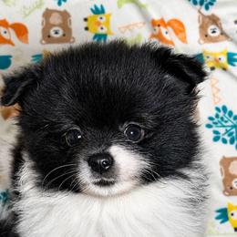 Rosie - Black parti female Pomeranian puppy in Boca Raton, Florida from Poms of The Shire