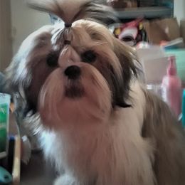 Gypsy - Shih Tzu