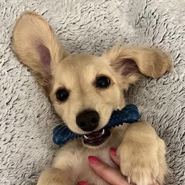 Dachshunds from Creme of the Crop Dachshunds