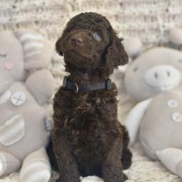 Black - Chocolate male Labradoodle puppy in Chula Vista, California from Coastal Cocoa Labradoodle