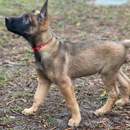 Belgian Malinois puppies from Belgian Herder kennel