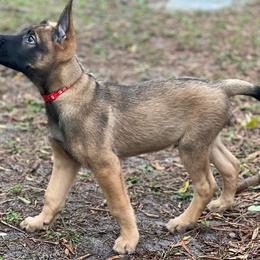 Belgian Malinois puppies from Belgian Herder kennel