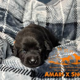 Orange - Black male Labrador Retriever puppy in Beaverdam, Virginia from Riverside Sunset Labrador Retrievers