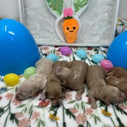 Dachshund Puppies from Ozark Dachshunds