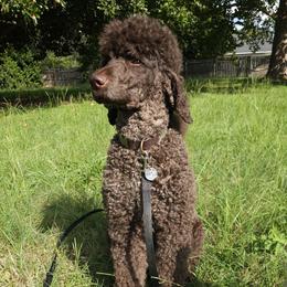 Toad - Poodle