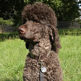 Toad - Poodle