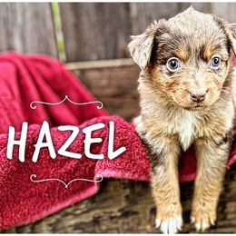Hazel - Red merle Miniature Australian Shepherd puppy in Riverbank, California from Torres Mini Aussie Dreamz