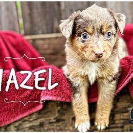 Hazel - Red merle Miniature Australian Shepherd puppy in Riverbank, California from Torres Mini Aussie Dreamz