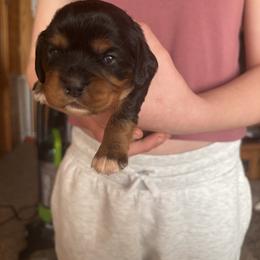 Yellow girl - Black and tan female Cavalier King Charles Spaniel puppy in Mcgregor, Minnesota from Country Cavaliers