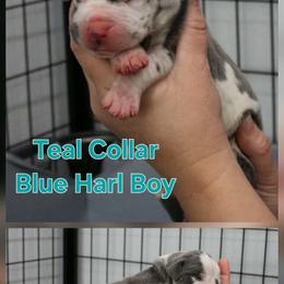 Teal Collar boy - Blue and white male Great Dane puppy in Longview, Texas from Lazy A Danes