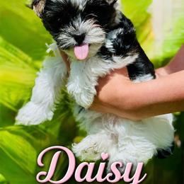 Yorkshire Terrier Puppies from Wendy's Pawsitive Training, LLC