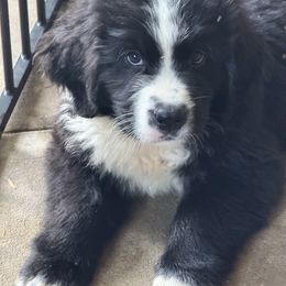 Axel - White and black male Newfoundland puppy in Goodhue, Minnesota from Claypits Newfoundlands
