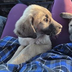 Boy 6 - Placed - Fawn male Kangal puppy in Anderson, California from VSH Kangal Dogs