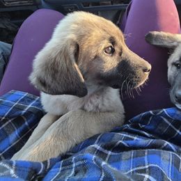 Boy 6 - Placed - Fawn male Kangal puppy in Anderson, California from VSH Kangal Dogs