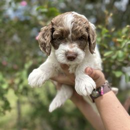 Buck - Parti male Double Doodle puppy in Yoakum, Texas from The Scott’s Dood Ranch