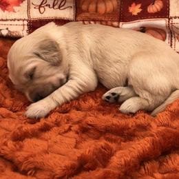 Purple - Cream male Goldendoodle puppy in Medina, Ohio from Farmer Doodles