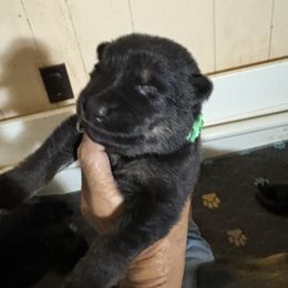 Green collar male - Black and tan male German Shepherd puppy in Centralia, Illinois from Janices AKC German Sheperds LLC