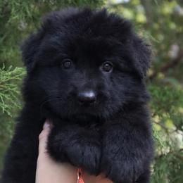 Ariel - Black female German Shepherd puppy in Canton, Texas from WILDWOOD GERMAN SHEPHERDS