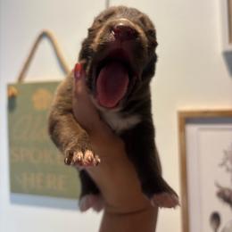 Girl 1 - Red and white female Siberian Husky puppy in Pelham, Alabama from Tails & Belles Dog Breeding