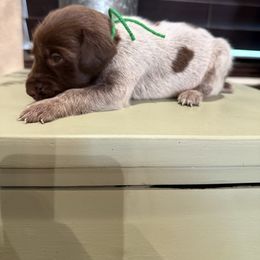 Boy 2 - Liver roan male German Shorthaired Pointer puppy in Huntington, Texas from B&B GSP’S