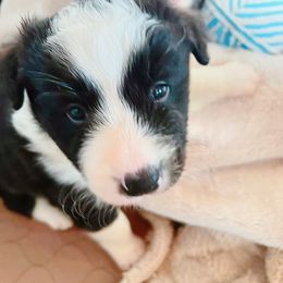 Zuc - Border Collie puppy from Bluewater Border Collies