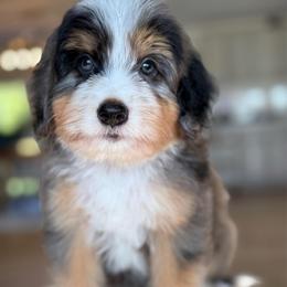 Sean - green collar - Tri-color male Bernedoodle puppy in Yuciapa, California from AlltheDoodlez_