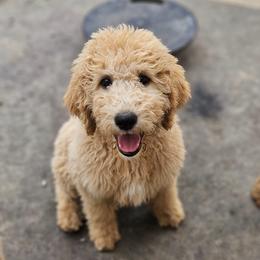 Double Doodle and Goldendoodle Puppies from Bert's Doodles