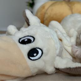 Frost - Sable and white male Cockapoo puppy in Tampa, Florida from Designer Puppy Boutique