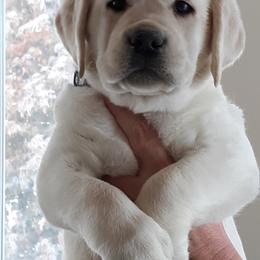 Labrador Retriever Puppies from Fidelity Farm Labradors