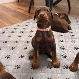 Light Pink Collar female - Red and rust female Doberman Pinscher puppy in Madison, Indiana from Jensen Dobermans and Dachshunds