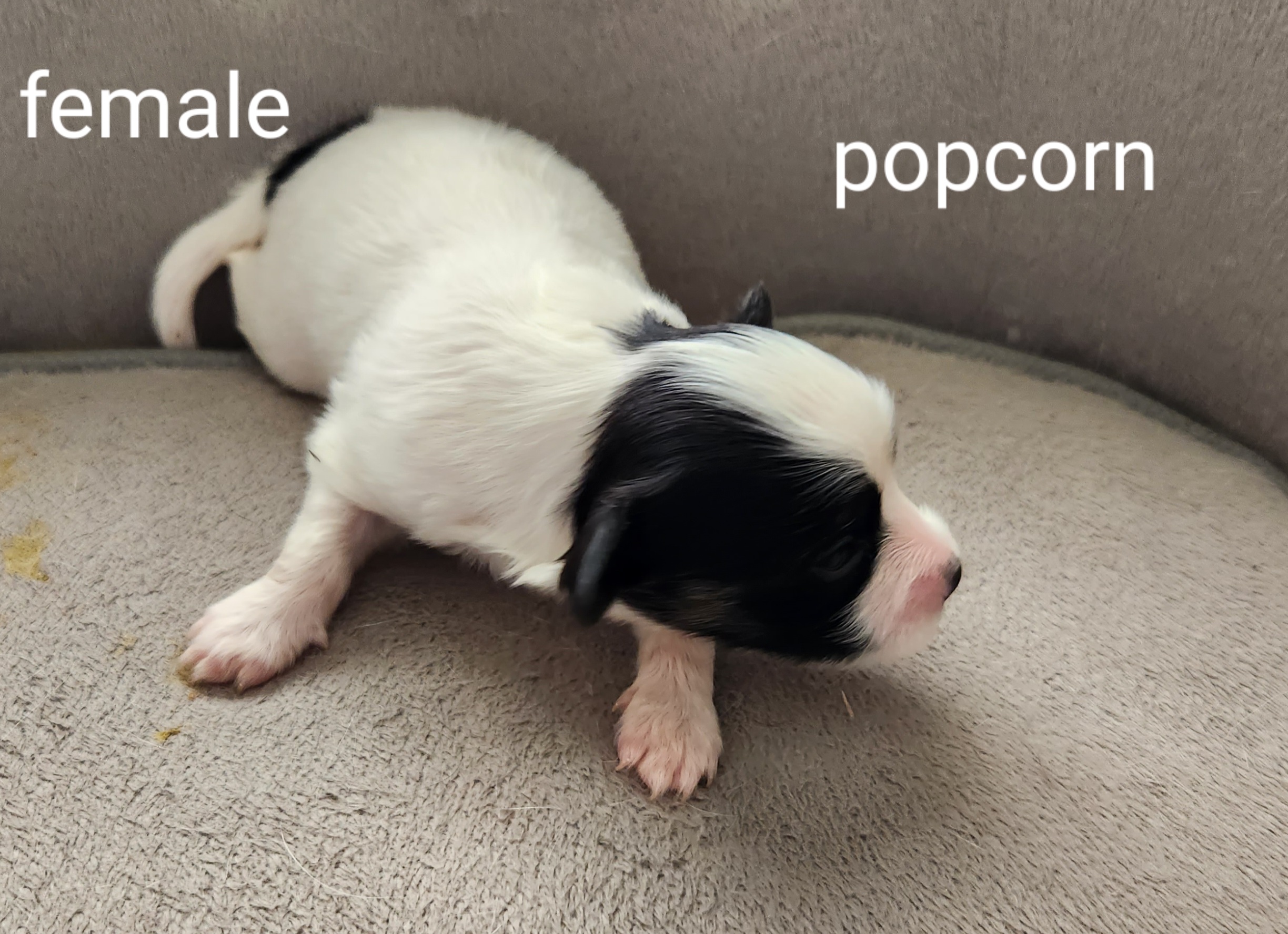 Girl 4 - White and black Papillon puppy in Spokane Valley, Washington from D and T's Papillons