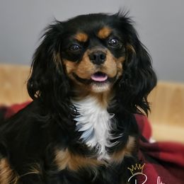Honey - Cavalier King Charles Spaniel
