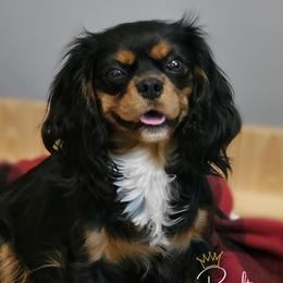 Honey - Cavalier King Charles Spaniel