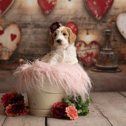 Goldendoodle Puppies from Hogan Family-Raised F1b Gooldendoodles