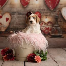 Goldendoodle Puppies from Hogan Family-Raised F1b Gooldendoodles