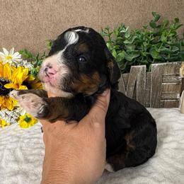 Queso - Tri-color male Bernedoodle puppy in Seymour, Missouri from D and D’s Dandy Doodles