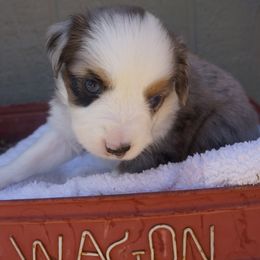 Stella Blue - Blue merle female Miniature Australian Shepherd puppy in Pittsburg, California from Delta Minis